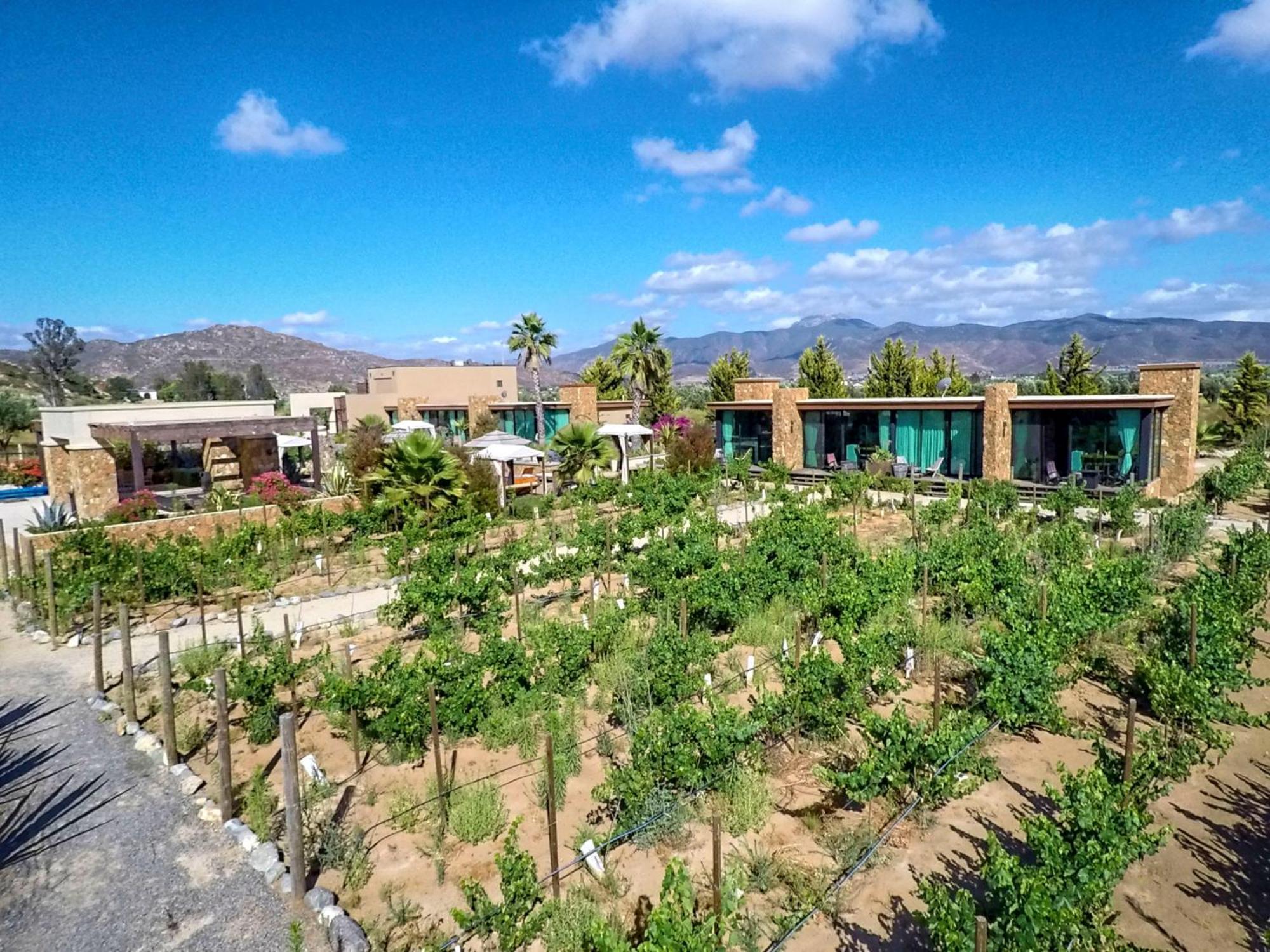Hotel Boutique Valle De Guadalupe & Spa Room photo